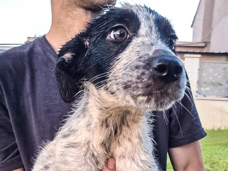 Adotta un cane, taglia media, femmina, Crotone