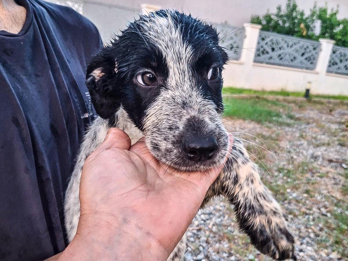 Vuoi adottare un cane a Crotone?