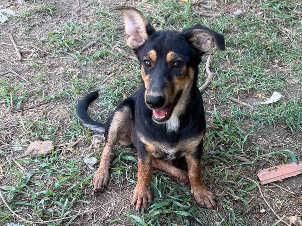 Adozione cane, femmina, Razza sconosciuta Razza sconosciuta, 5 mesi, taglia media contenuta, Caserta