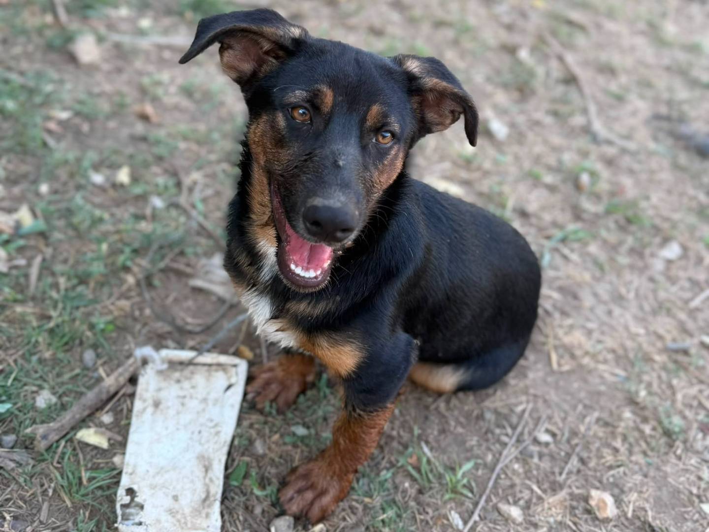 Adozione cane, maschio, Razza sconosciuta Razza sconosciuta, 5 mesi, taglia media contenuta, Caserta