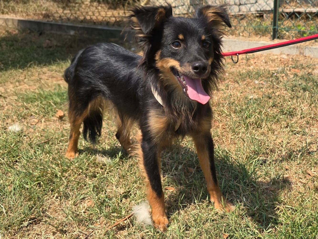 Adozione cane, maschio, Razza sconosciuta Razza sconosciuta, 6 mesi, taglia piccola, Teramo