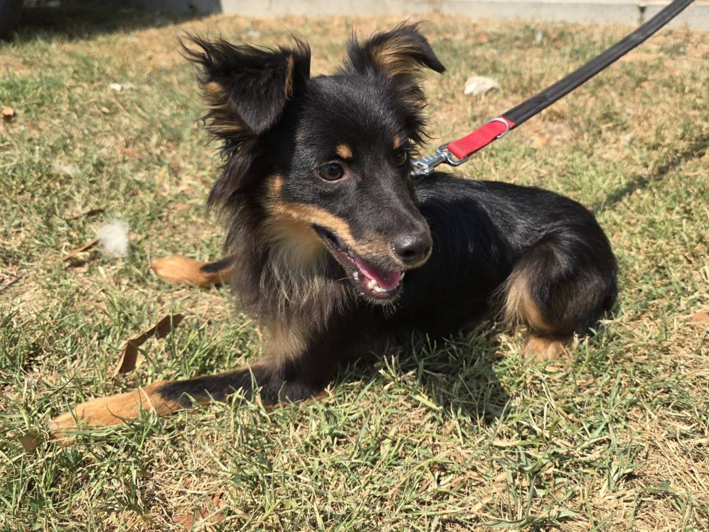 Adotta un cane, maschio, 6 mesi, Teramo