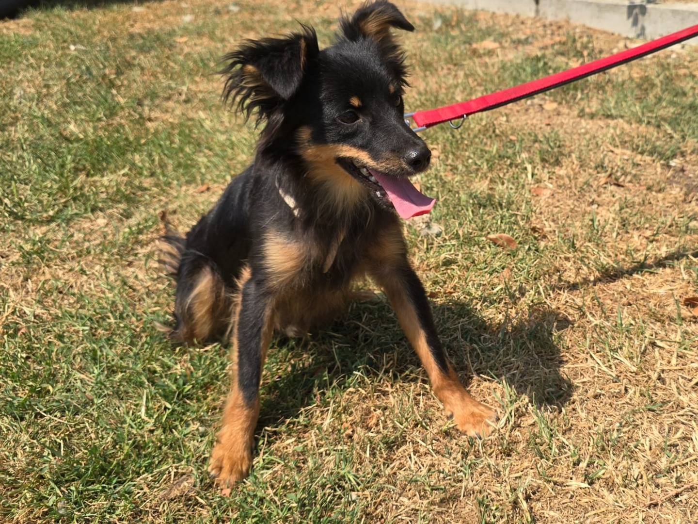 Adotta un cane, taglia piccola, maschio, Teramo