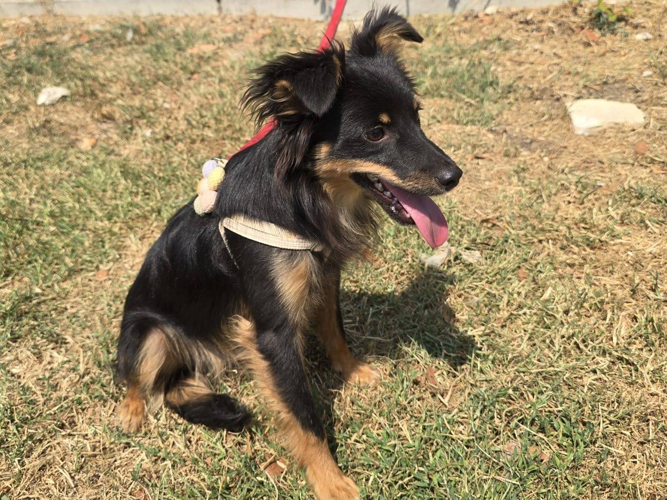 Vuoi adottare un cane a Teramo?