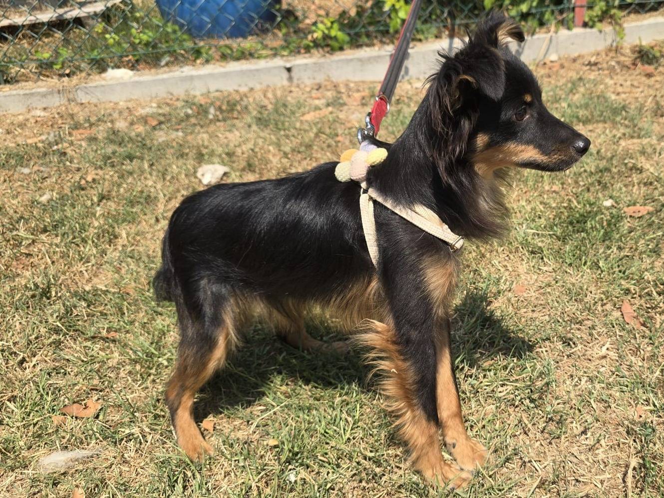 Adotta il cane Mozart  a Teramo