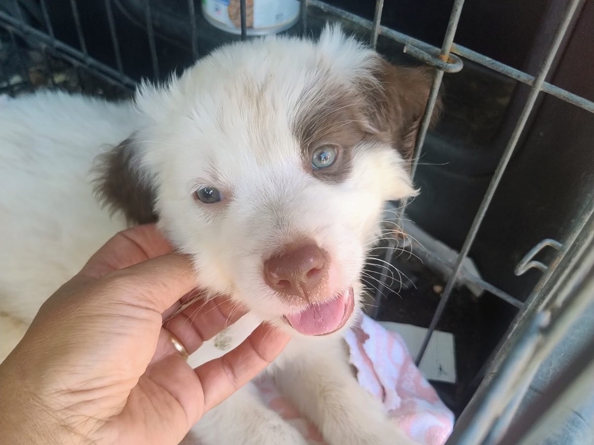 Adozione cane, maschio, Razza sconosciuta Razza sconosciuta, 2 mesi, taglia media, Trapani