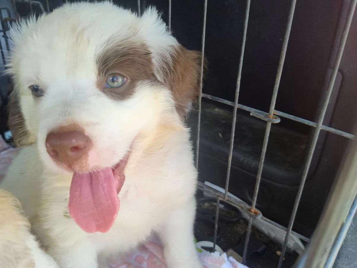 Adotta un cane, maschio, 2 mesi, Trapani