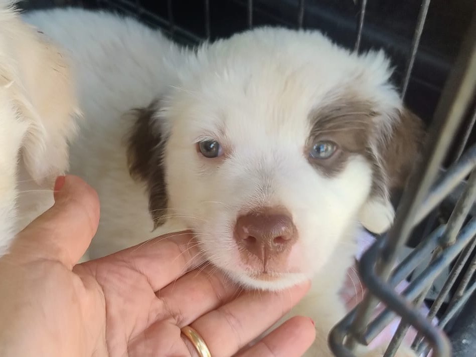 Adotta un cane, taglia media, maschio, Trapani