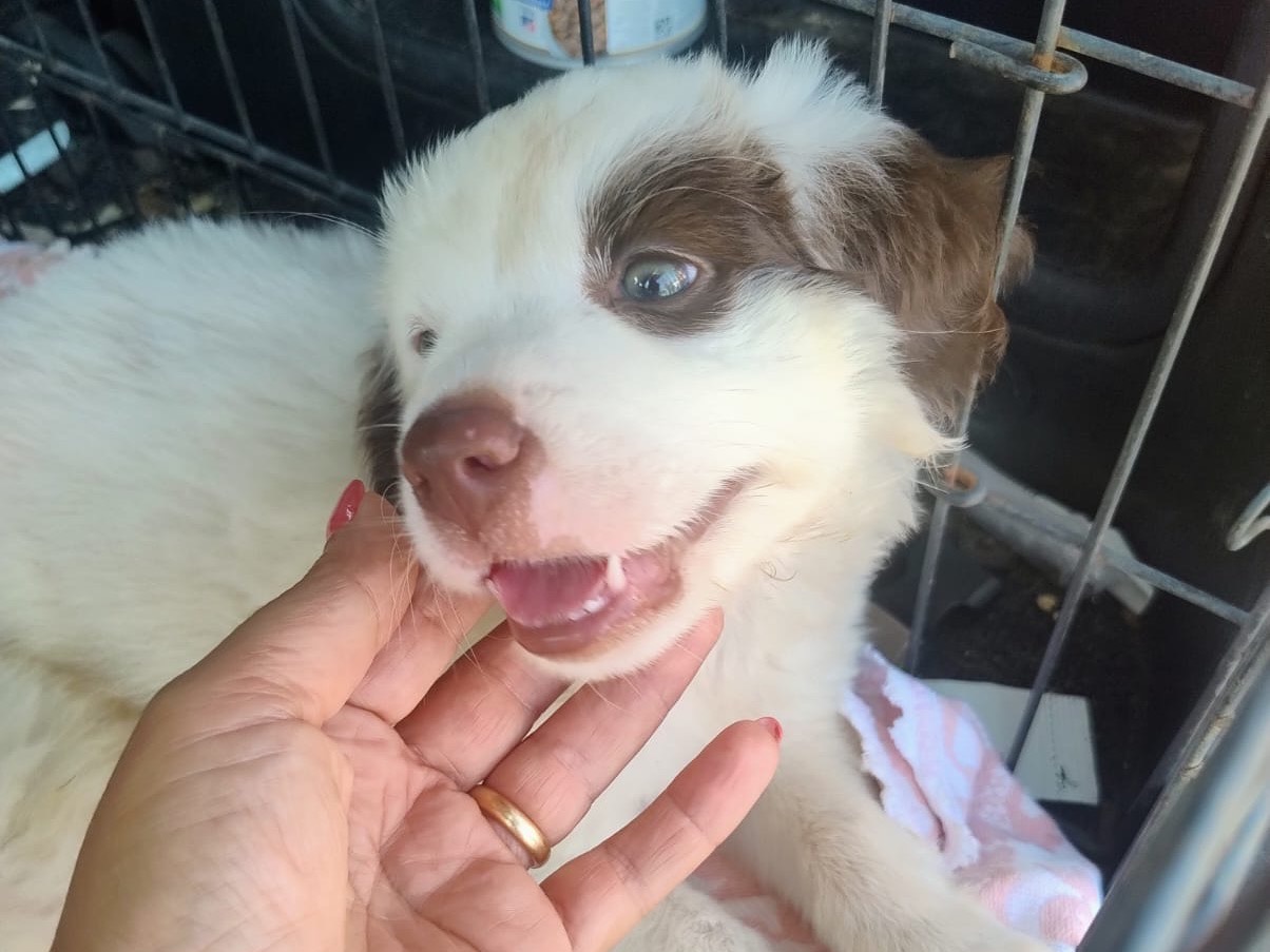 Vuoi adottare un cane a Trapani?