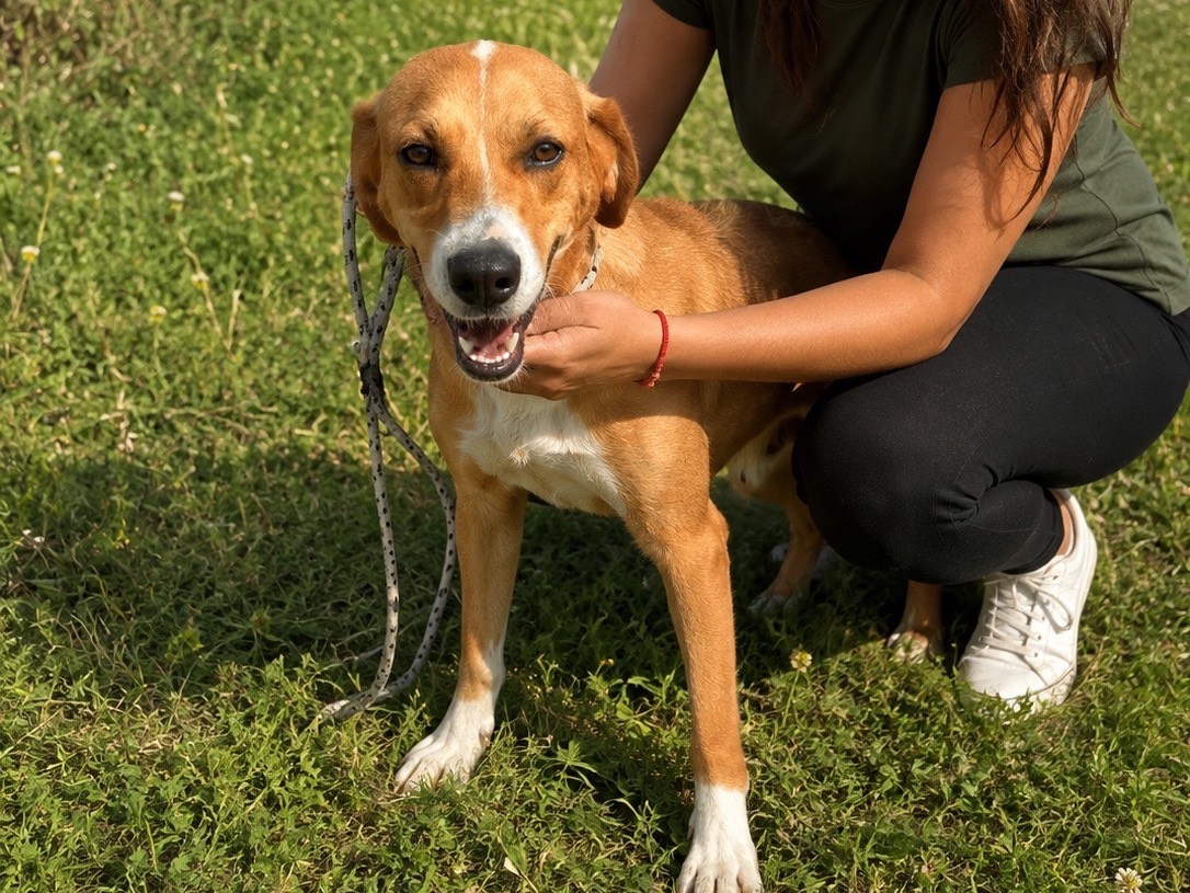 Adozione cane, femmina, Razza sconosciuta Razza sconosciuta, 3 anni e 6 mesi, taglia media, Trapani
