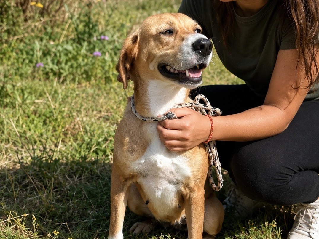 Adotta un cane, femmina, 3 anni e 6 mesi, Trapani