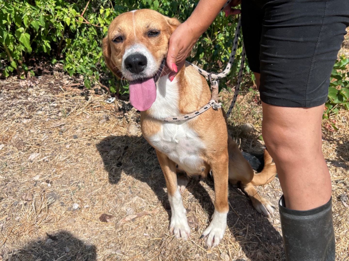 Adotta un cane, taglia media, femmina, Trapani