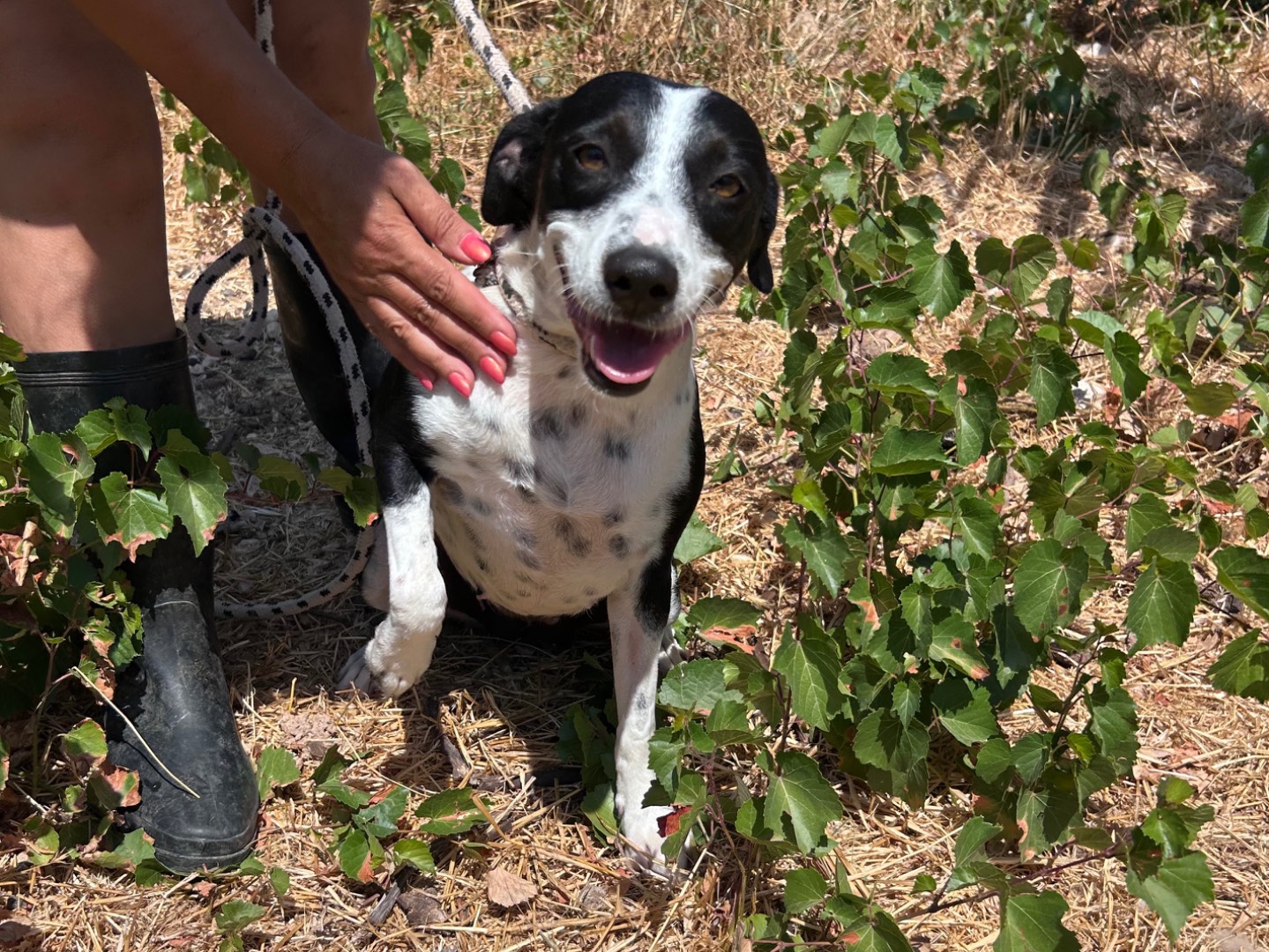 Adozione cane, femmina, Razza sconosciuta Razza sconosciuta, 3 anni e 7 mesi, taglia media contenuta, Trapani