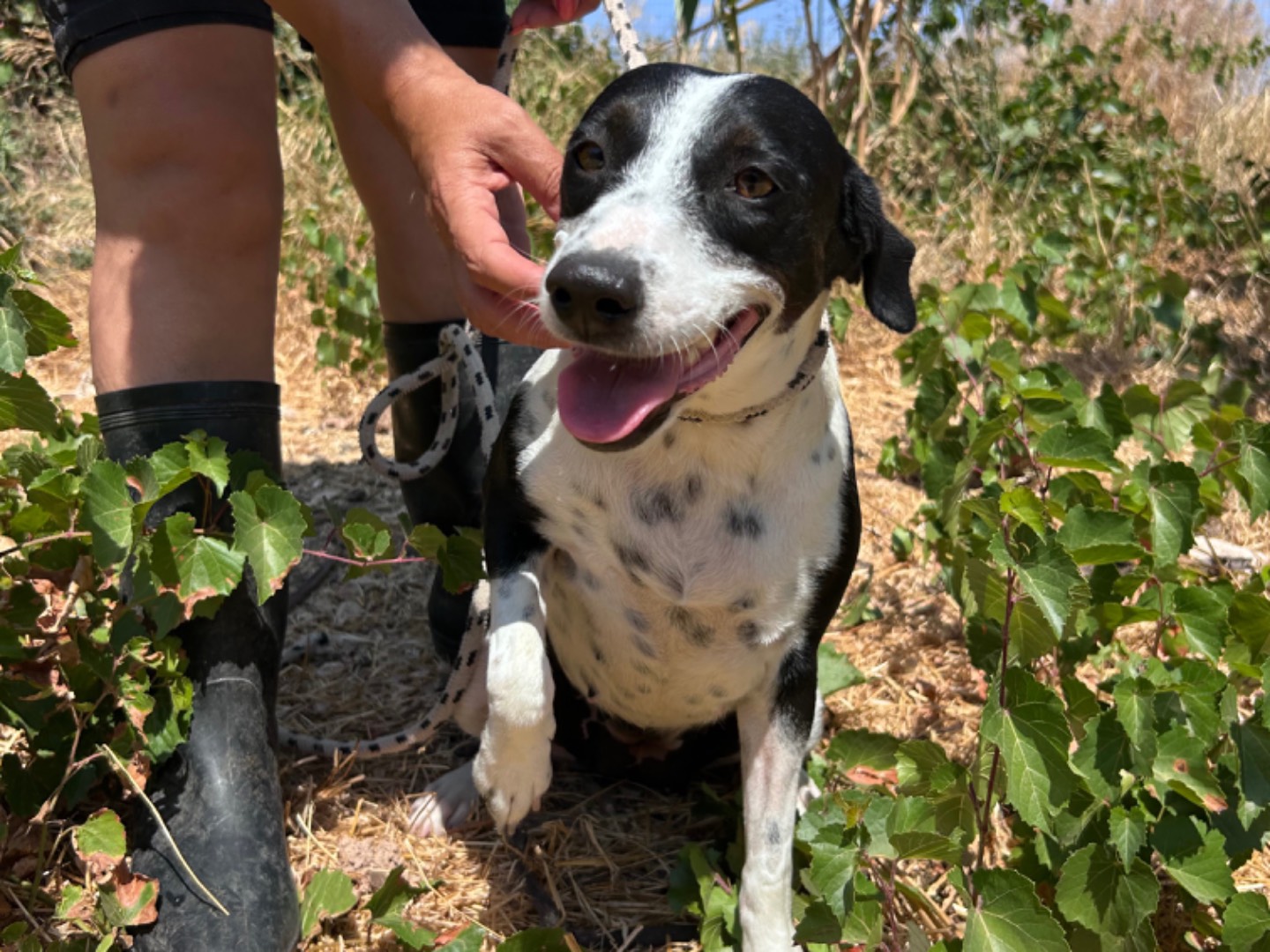 Adotta un cane, femmina, 3 anni e 7 mesi, Trapani