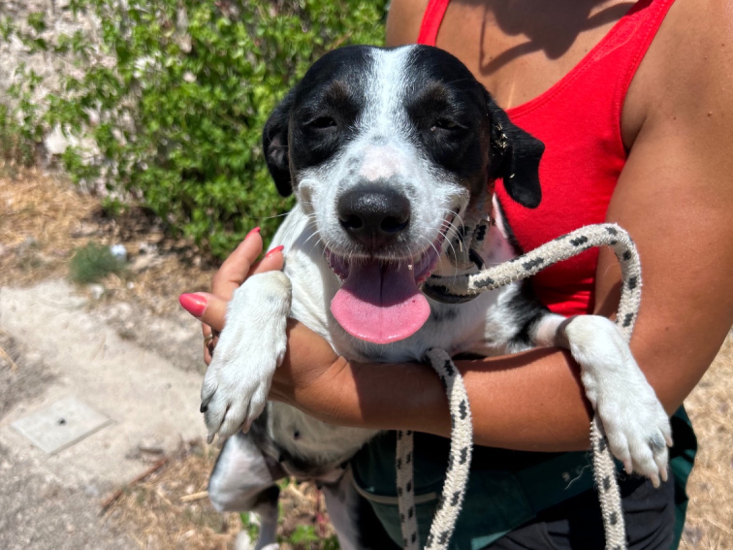 Adotta un cane, taglia media contenuta, femmina, Trapani