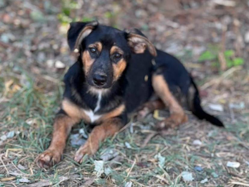 Adozione cane, maschio, Razza sconosciuta Razza sconosciuta, 4 mesi, taglia media contenuta, Caserta