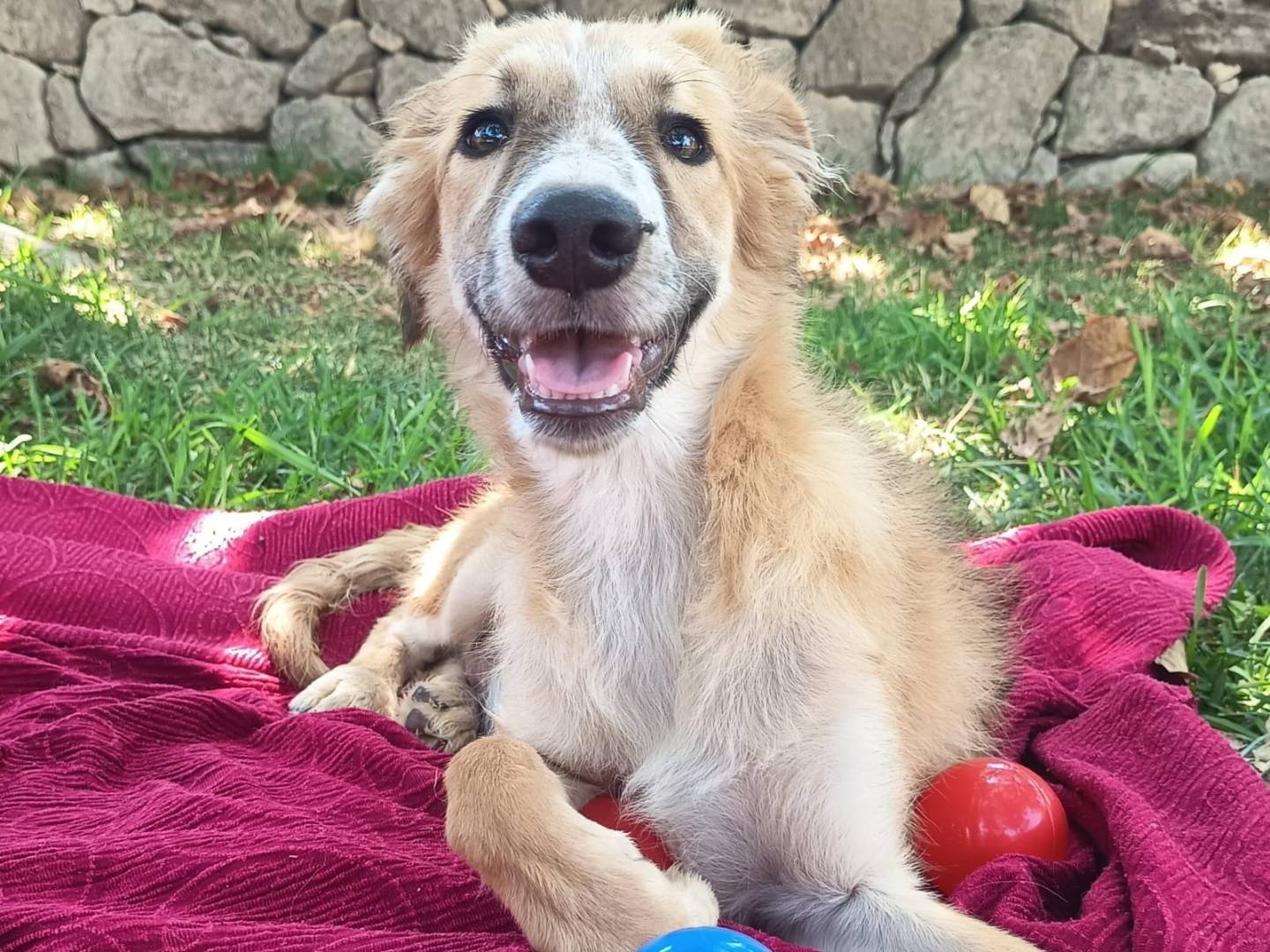 Adozione cane, femmina, Razza sconosciuta Razza sconosciuta, 5 mesi, taglia media, Siracusa