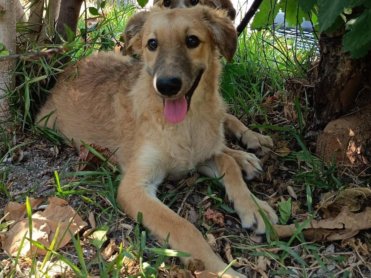 Adozione cane, maschio, Razza sconosciuta Razza sconosciuta, 5 mesi, taglia media, Siracusa