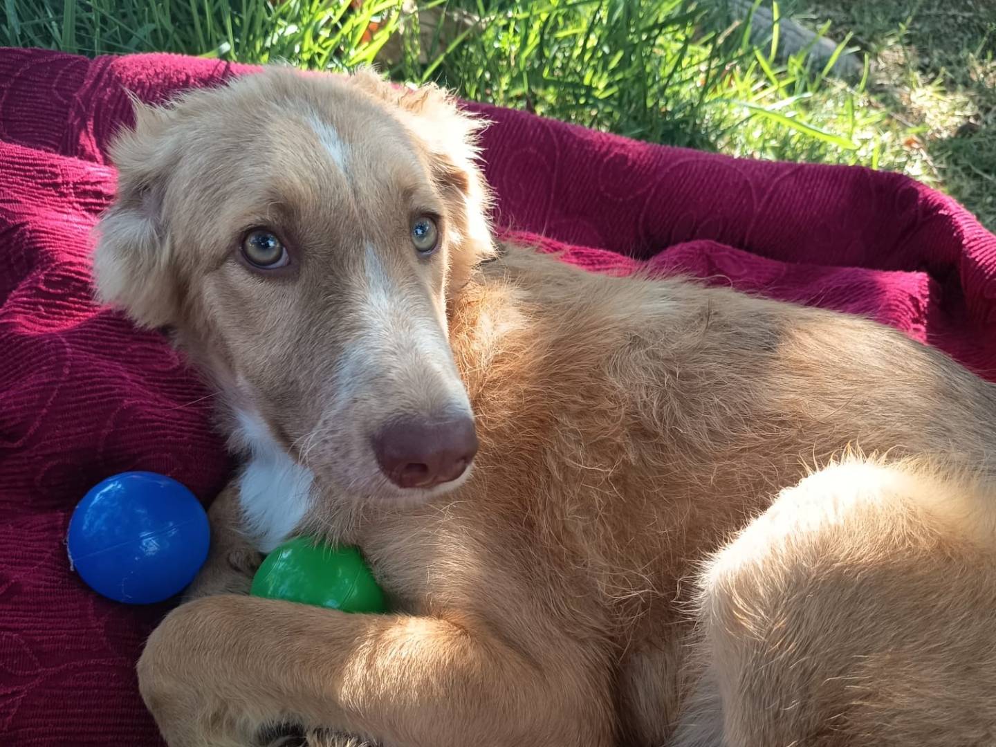 Adozione cane, maschio, Razza sconosciuta Razza sconosciuta, 5 mesi, taglia media, Siracusa