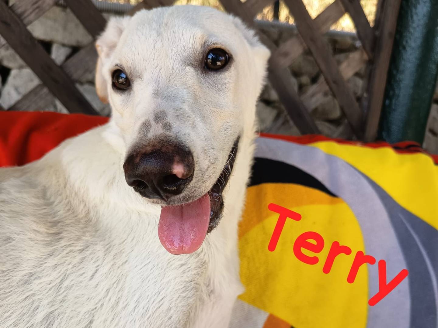 Adozione cane, maschio, Razza sconosciuta Razza sconosciuta, 5 mesi, taglia media, Siracusa