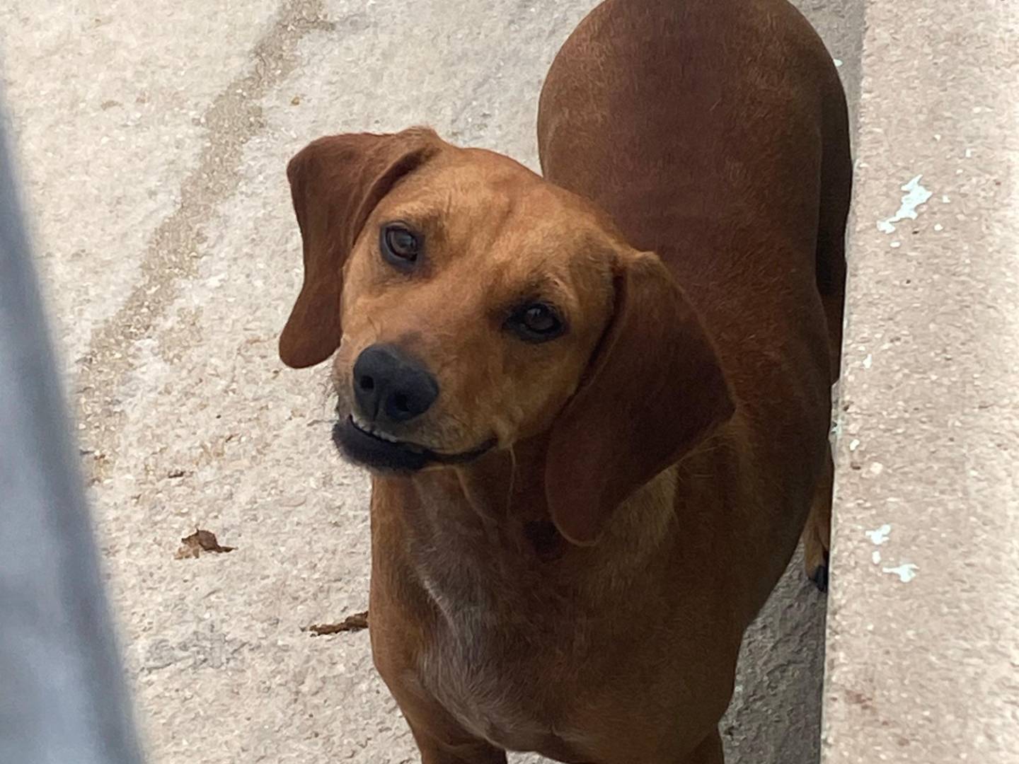 Adozione cane, femmina, Razza sconosciuta Razza sconosciuta, 2 anni, taglia media contenuta, Avellino