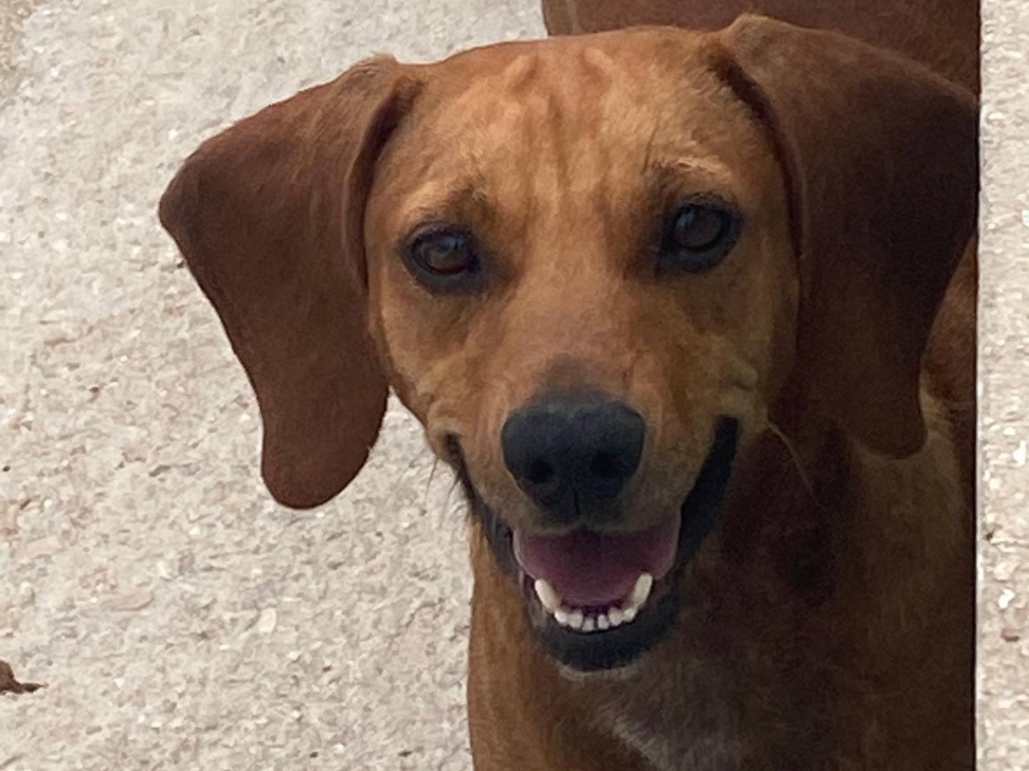 Adotta un cane, femmina, 2 anni, Avellino
