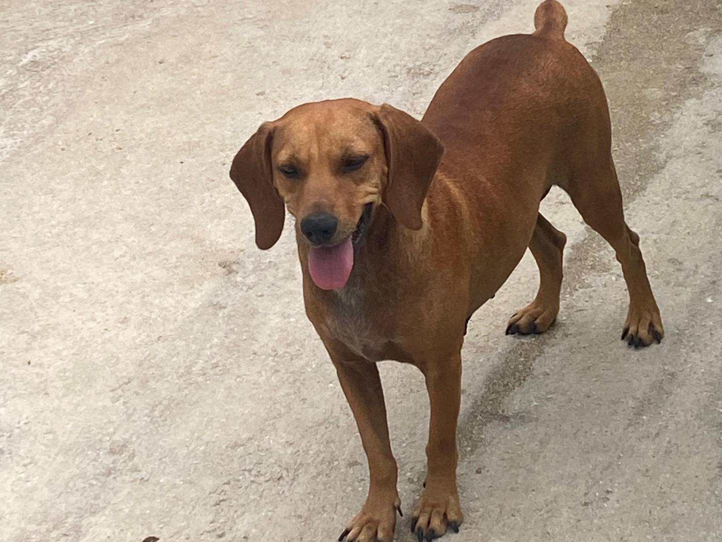 Adotta un cane, taglia media contenuta, femmina, Avellino