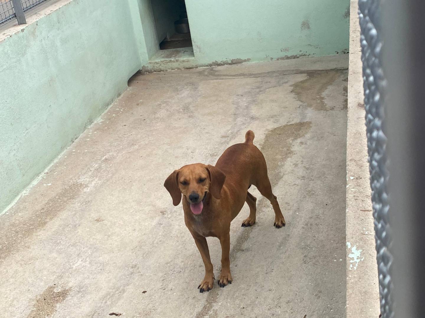 Vuoi adottare un cane a Avellino?