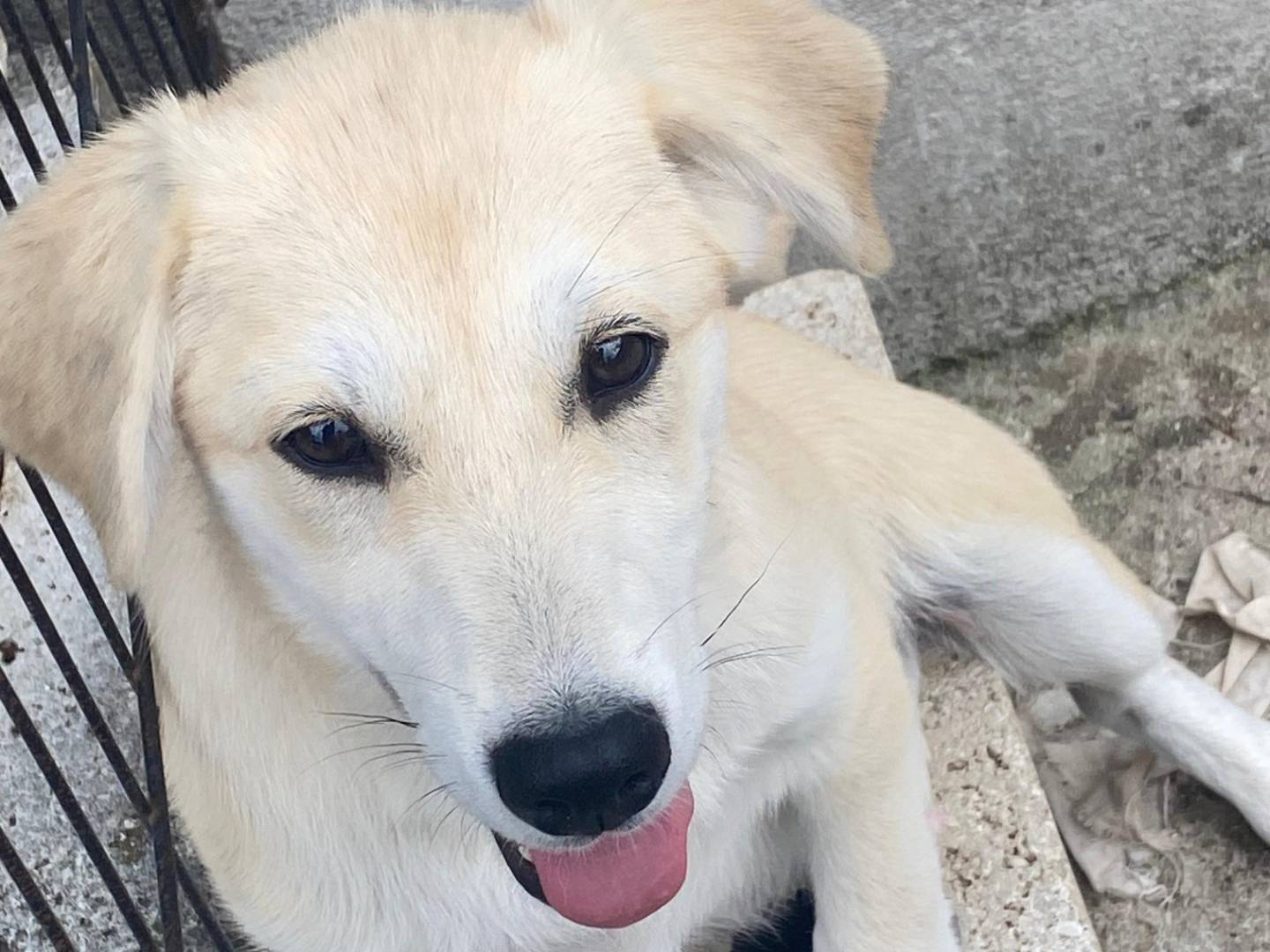 Adozione cane, femmina, Razza sconosciuta Razza sconosciuta, 4 mesi, taglia media, Avellino