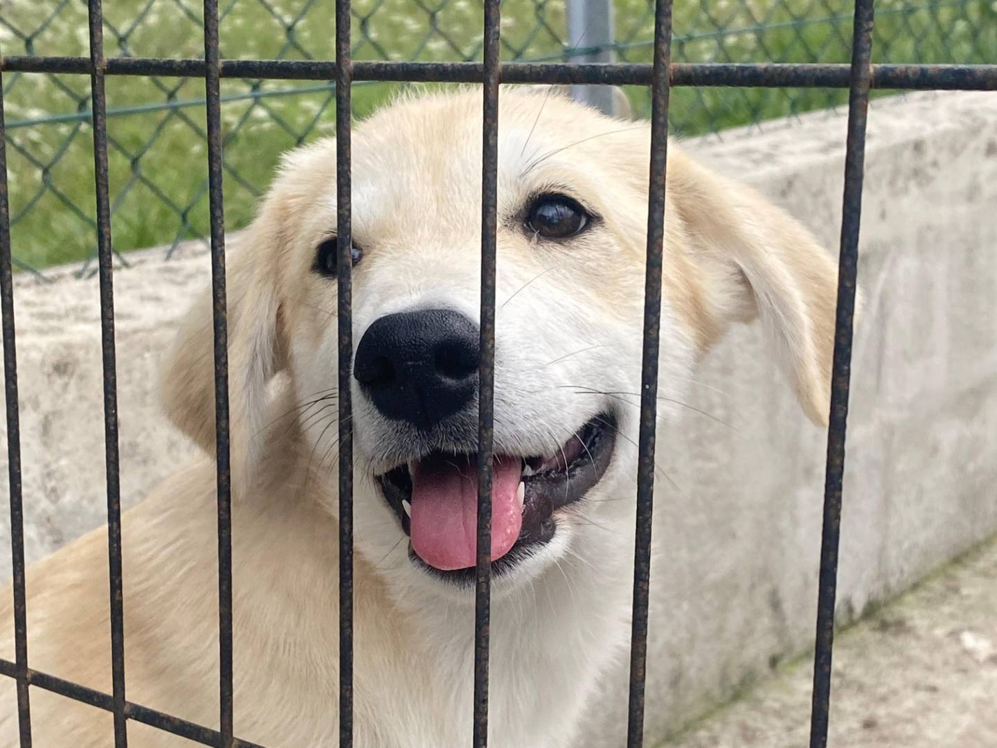Adotta un cane, femmina, 4 mesi, Avellino
