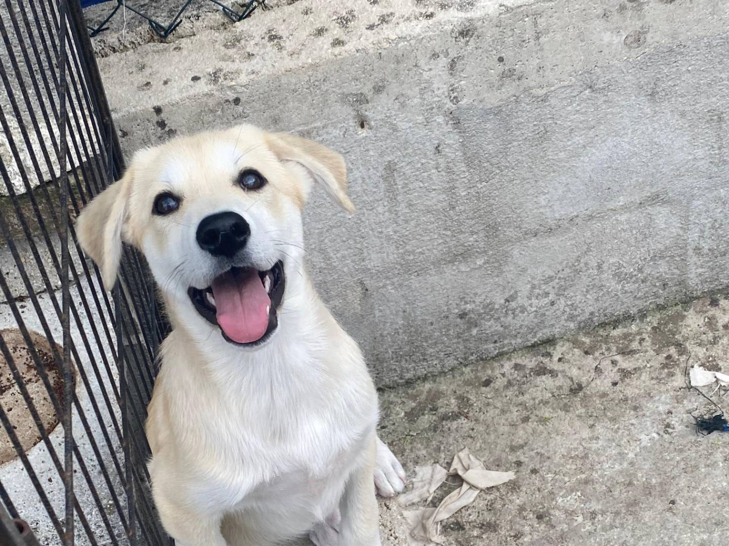 Adotta un cane, taglia media, femmina, Avellino