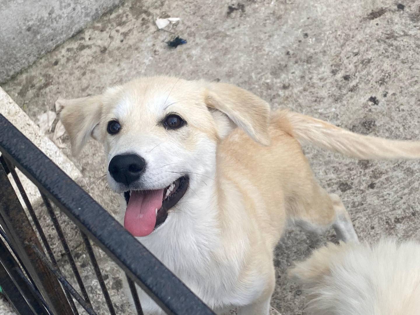 Vuoi adottare un cane a Avellino?