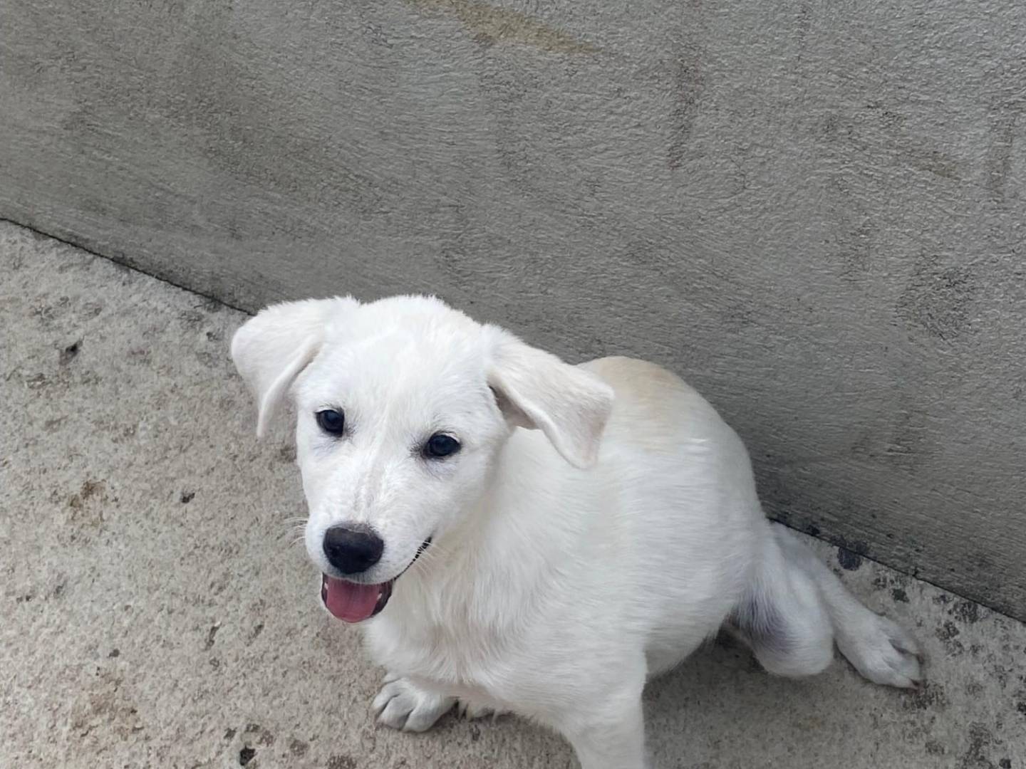 Adozione cane, femmina, Razza sconosciuta Razza sconosciuta, 4 mesi, taglia media, Avellino