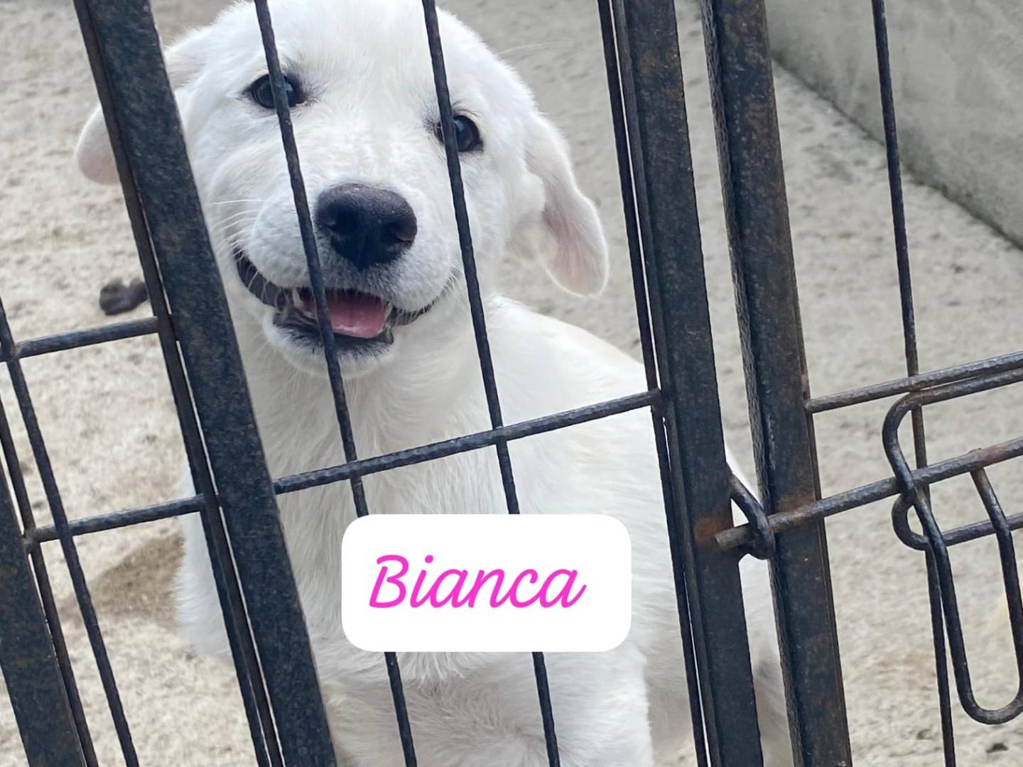 Adotta un cane, femmina, 4 mesi, Avellino
