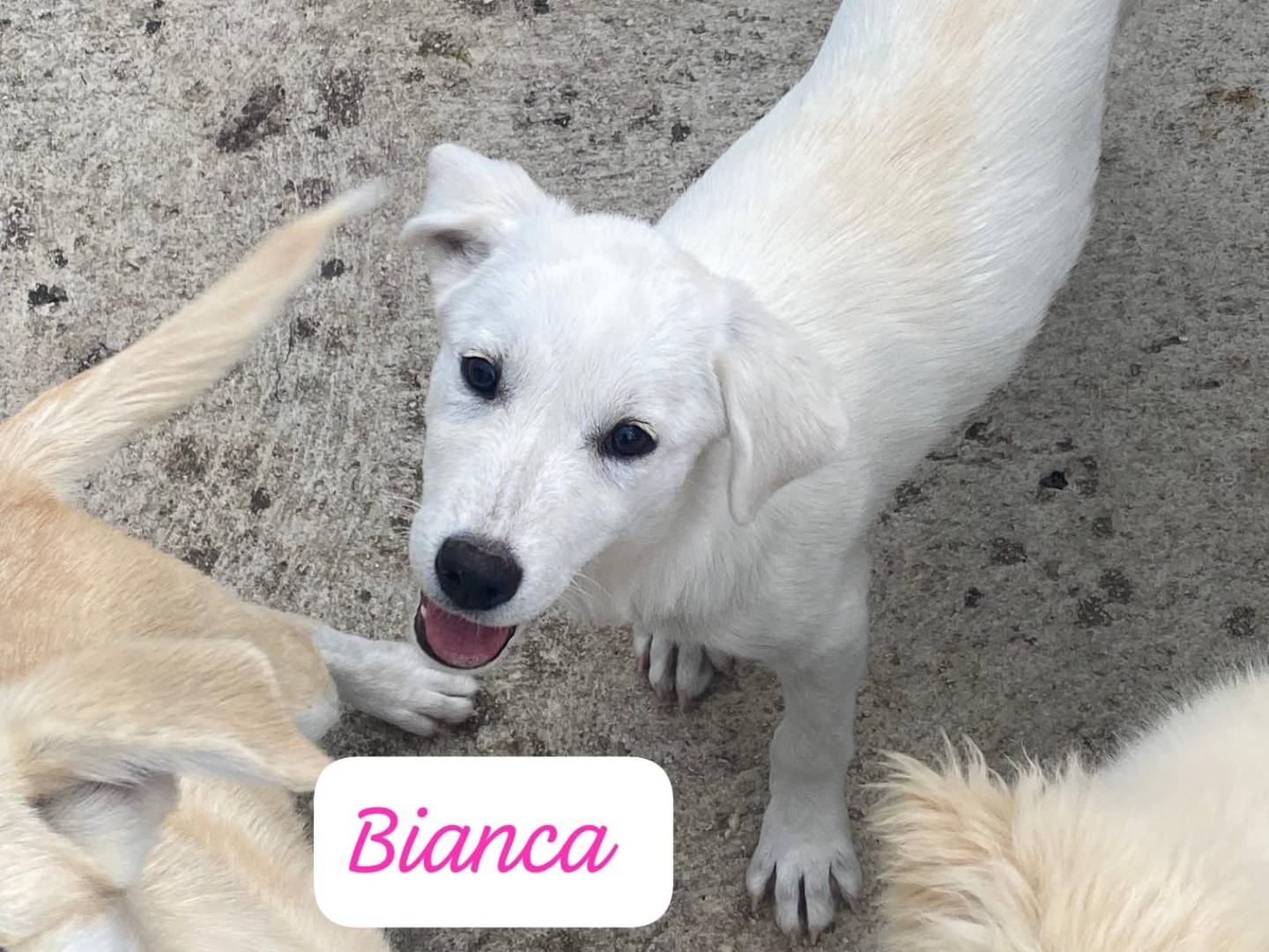 Adotta un cane, taglia media, femmina, Avellino