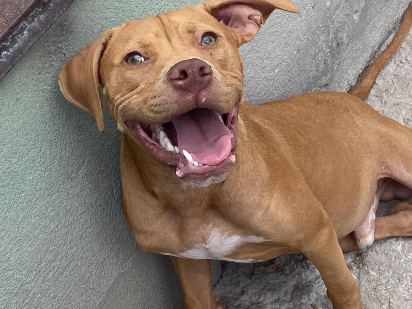Adozione cane, maschio, Pitbull Razza sconosciuta, 10 mesi, taglia media, Avellino