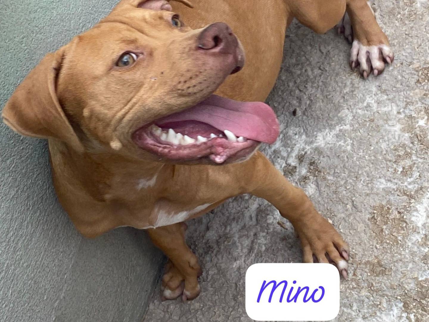 Adotta un cane, maschio, 10 mesi, Avellino