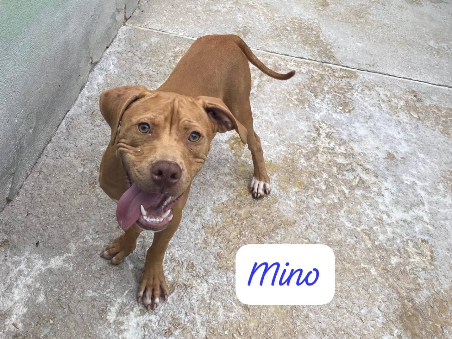 Adotta un cane, taglia media, maschio, Avellino