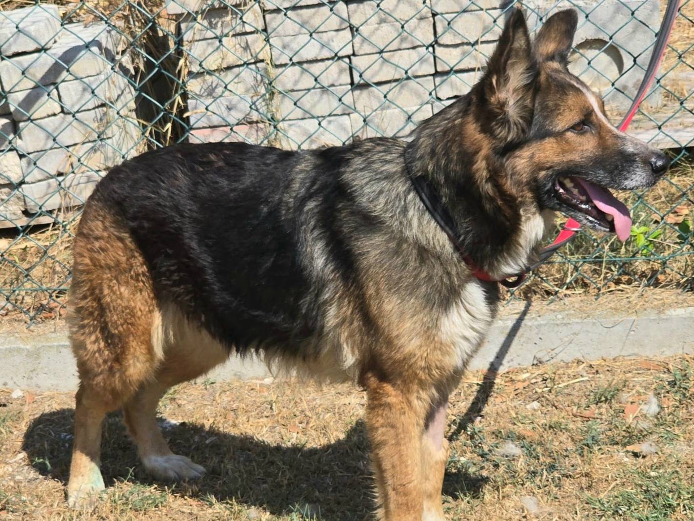 Adotta un cane, femmina, 4 anni e 2 mesi, Teramo