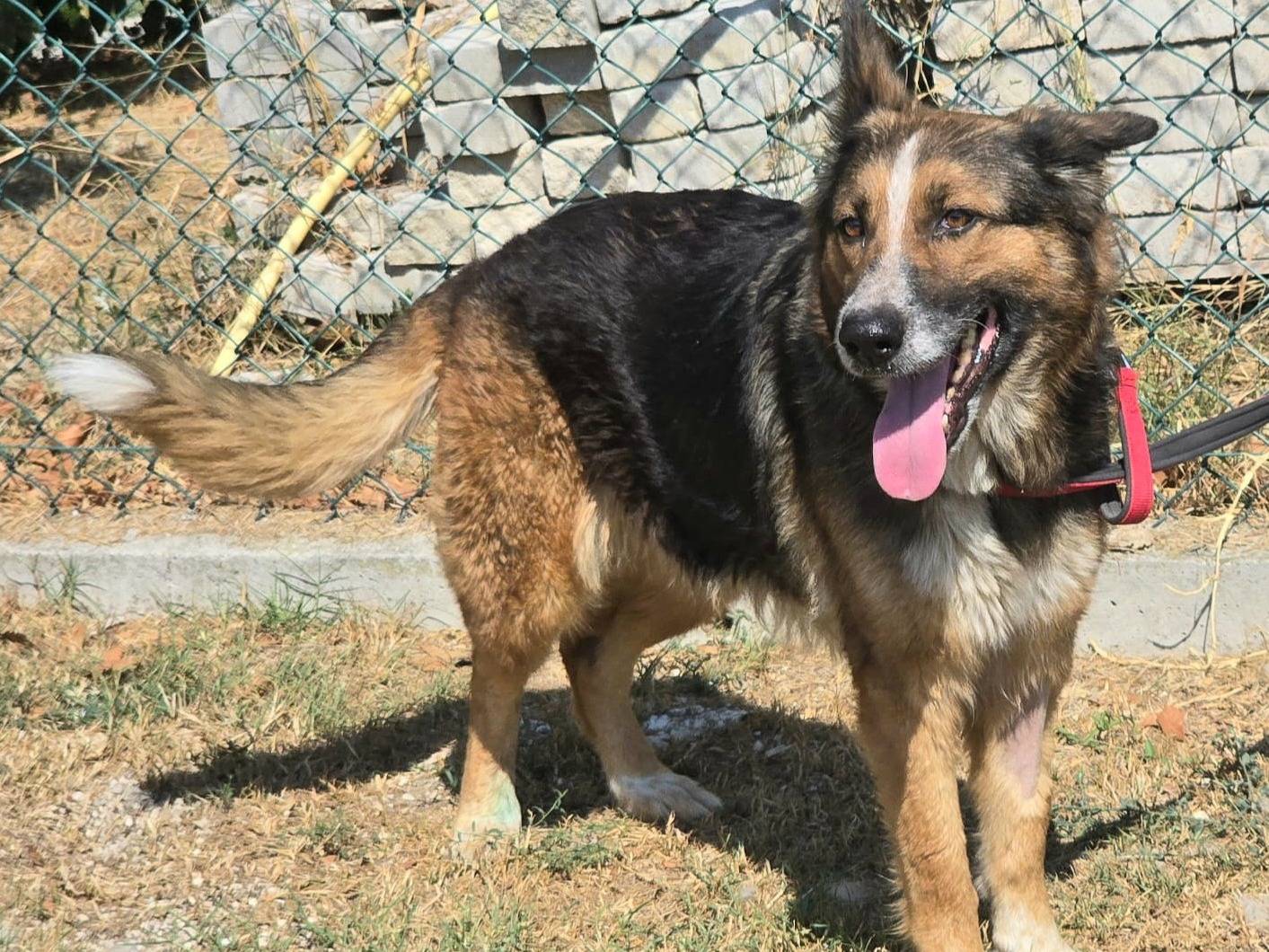 Adotta un cane, taglia grande, femmina, Teramo