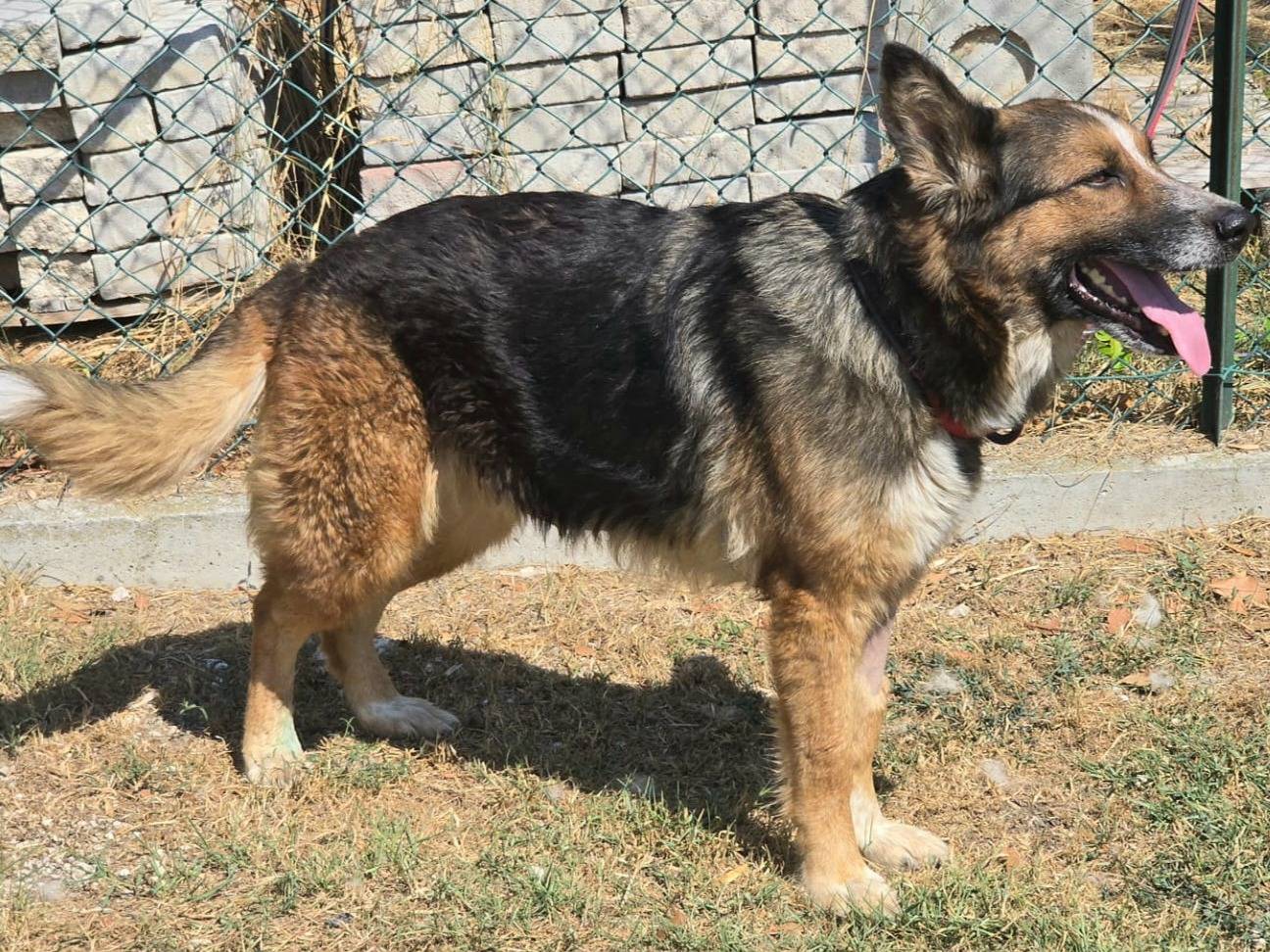 Vuoi adottare un cane a Teramo?