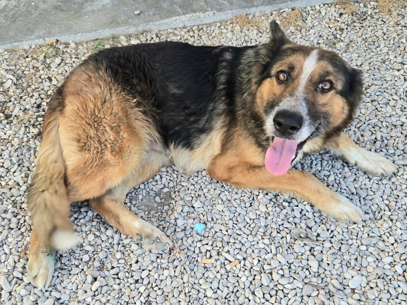 Adotta il cane Ofelia  a Teramo