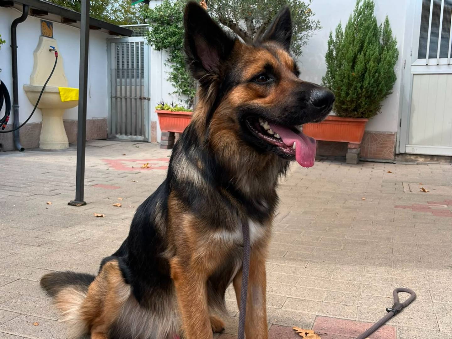 Vuoi adottare un cane a Milano?