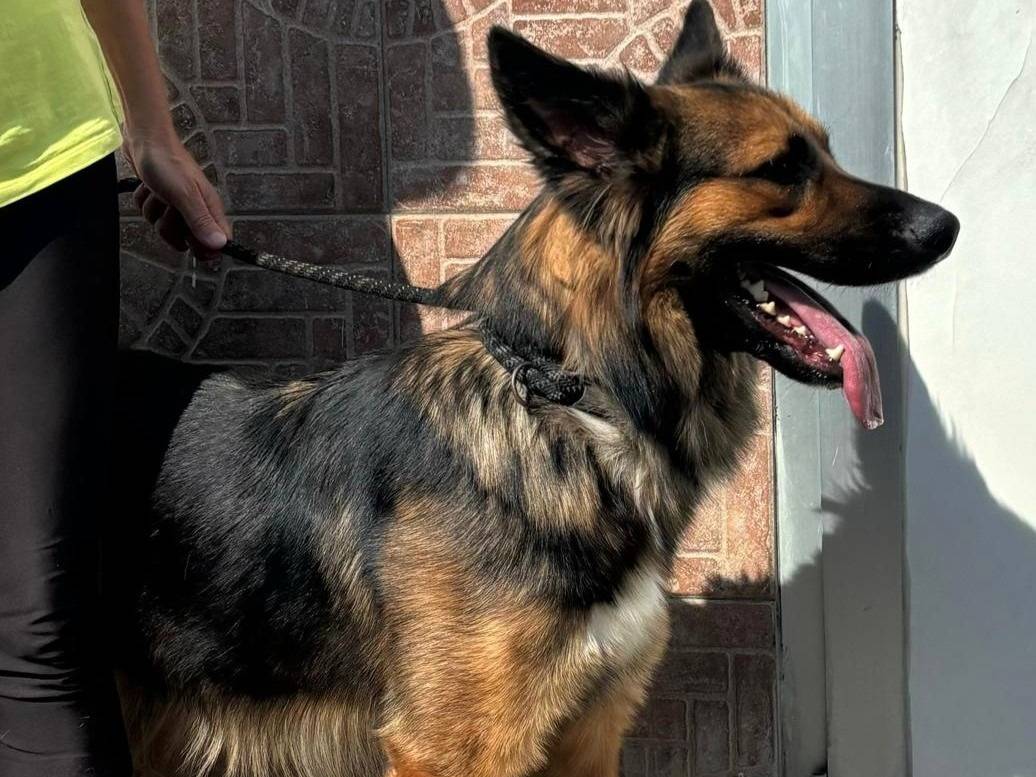 Adotta il cane NEO a Milano