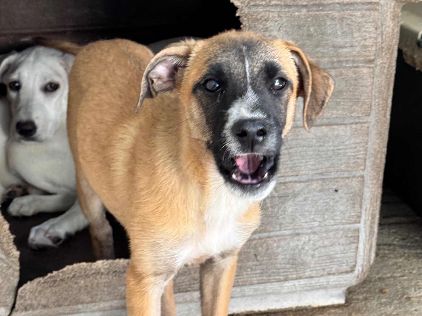 Adotta un cane, femmina, 4 mesi, Salerno