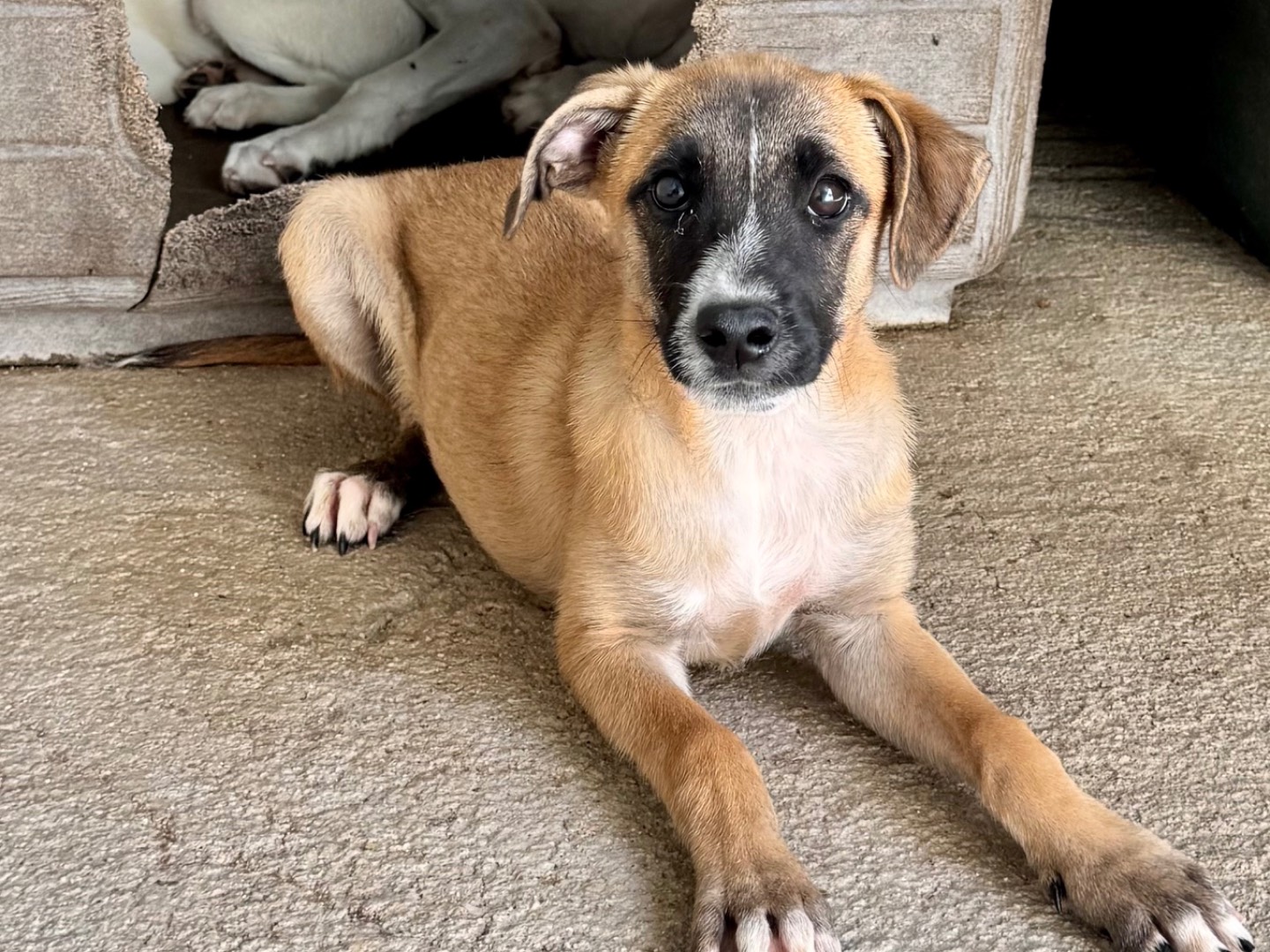 Adozione cane, femmina, Razza sconosciuta Razza sconosciuta, 4 mesi, taglia media contenuta, Salerno
