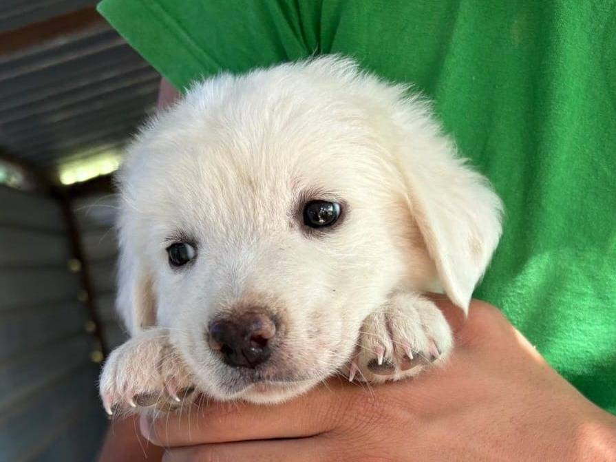 Adotta un cane, femmina, 2 mesi, Chieti
