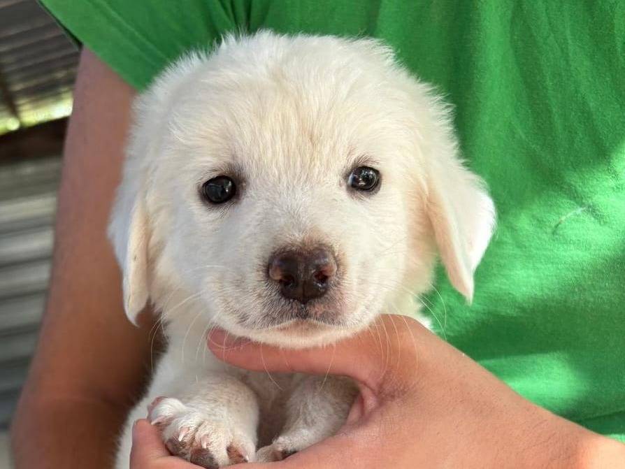 Adotta un cane, taglia media, femmina, Chieti