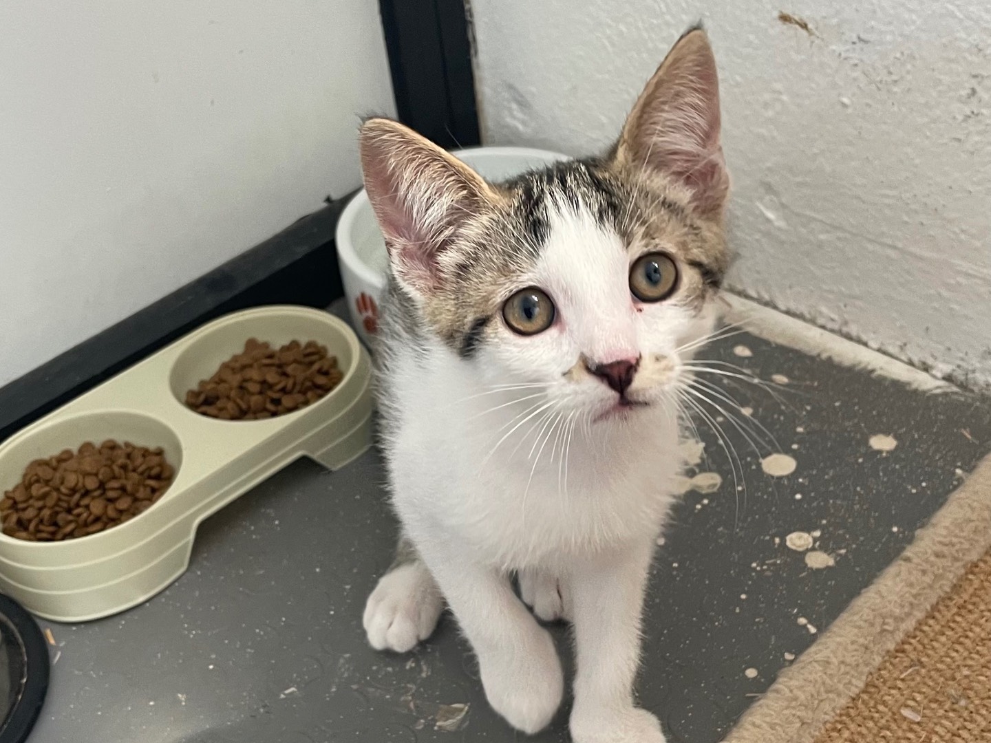 Vuoi adottare un gatto a Lecce?