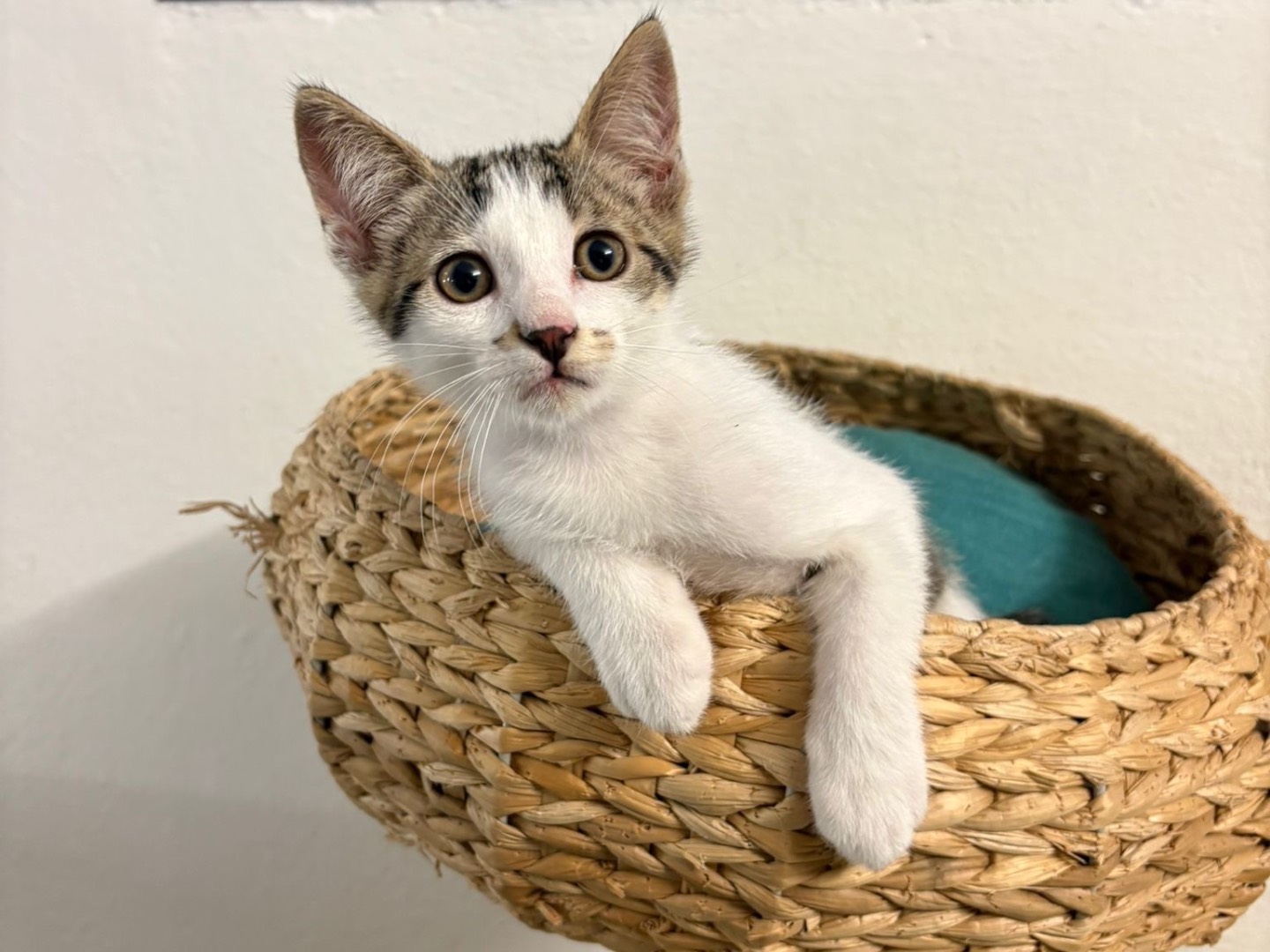 Adotta il gatto Tail a Lecce